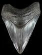 Serrated, Fossil Megalodon Tooth - Georgia #51022-1